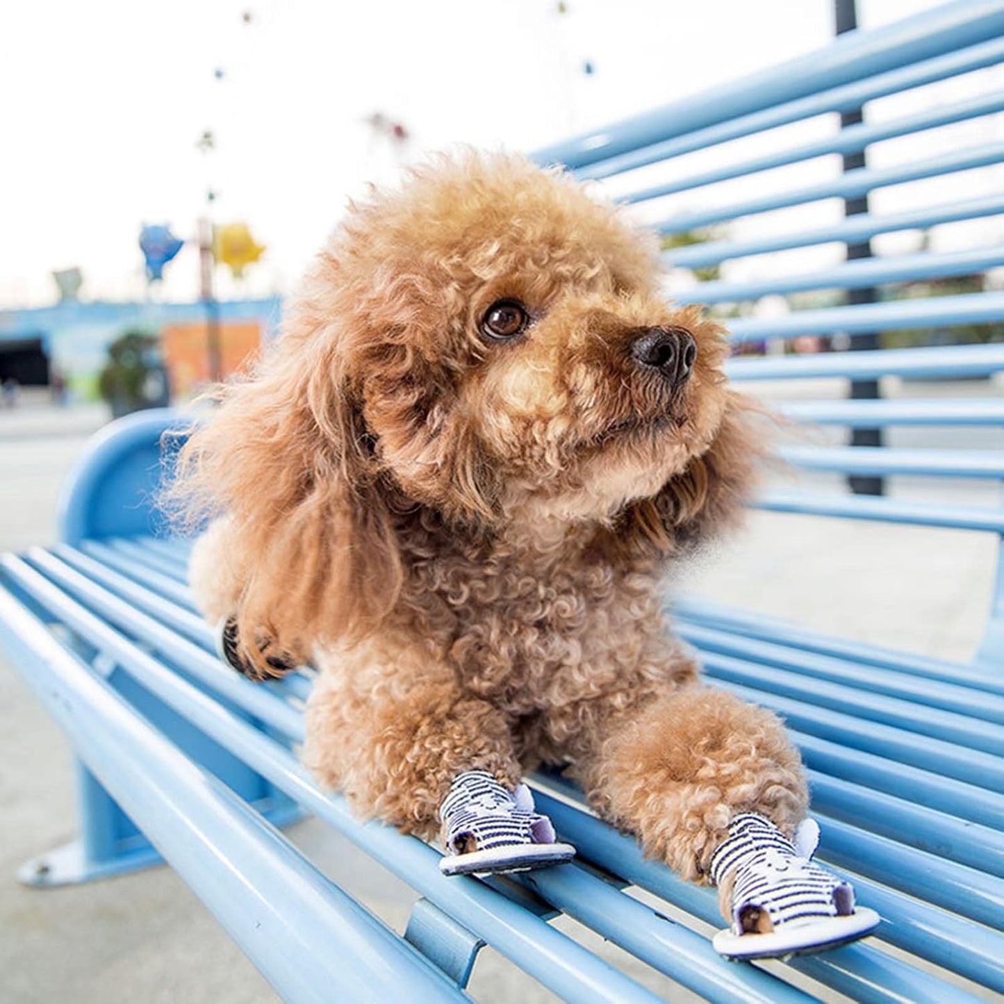 Striped Summer Dog Sandals with Cute Star Design Shoes