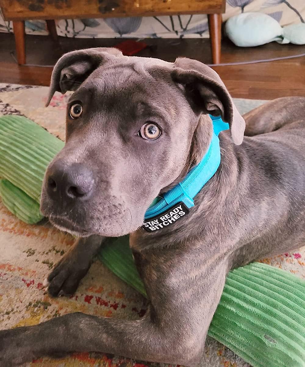 Dog collar+leash set Military-Style Tactical Nylon Collar for Large dogs