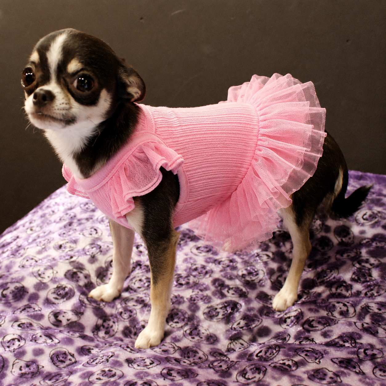 Small Chihuahua wearing pink flutter sleeve dog dress with layered tutu skirt