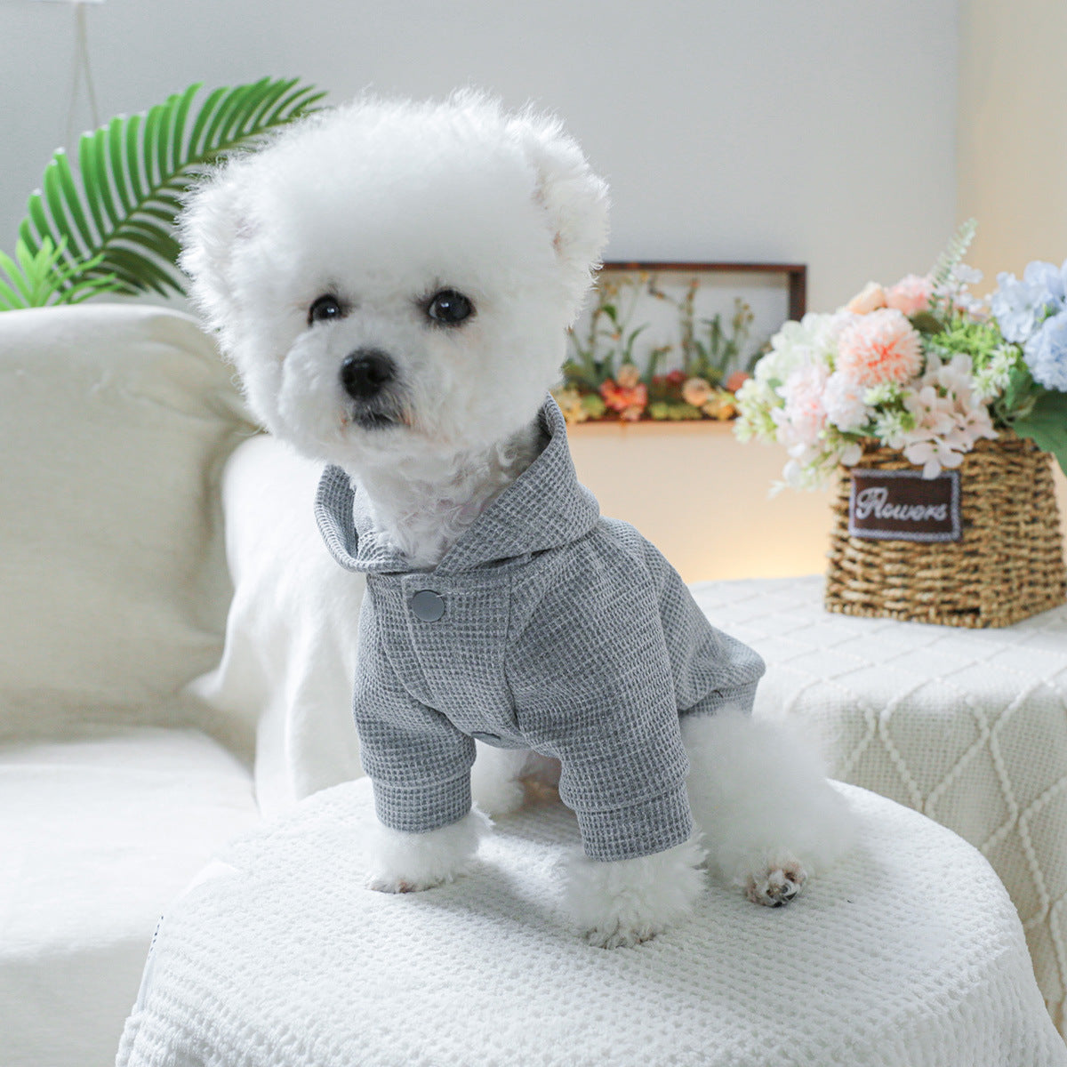 Florida Sunshine Dog Hoodie