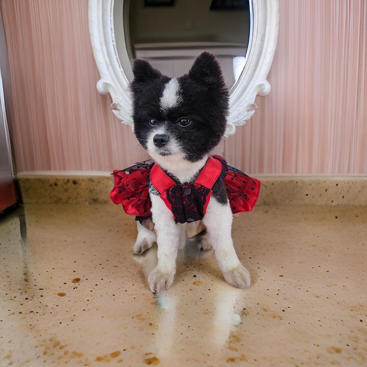 Red Lace Pet Party Dress