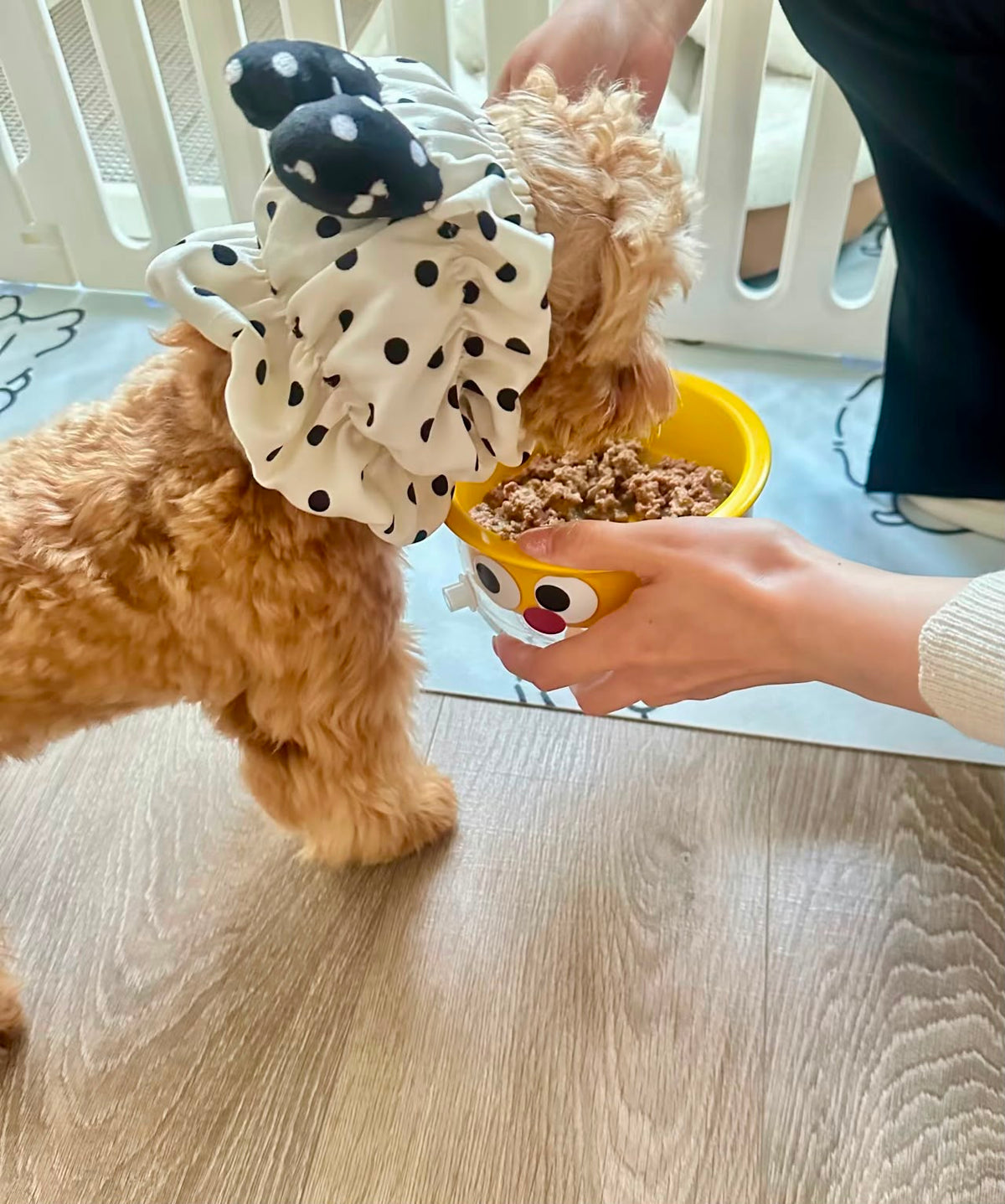 Cotton Dog Snood for Long Ears and Mealtimes