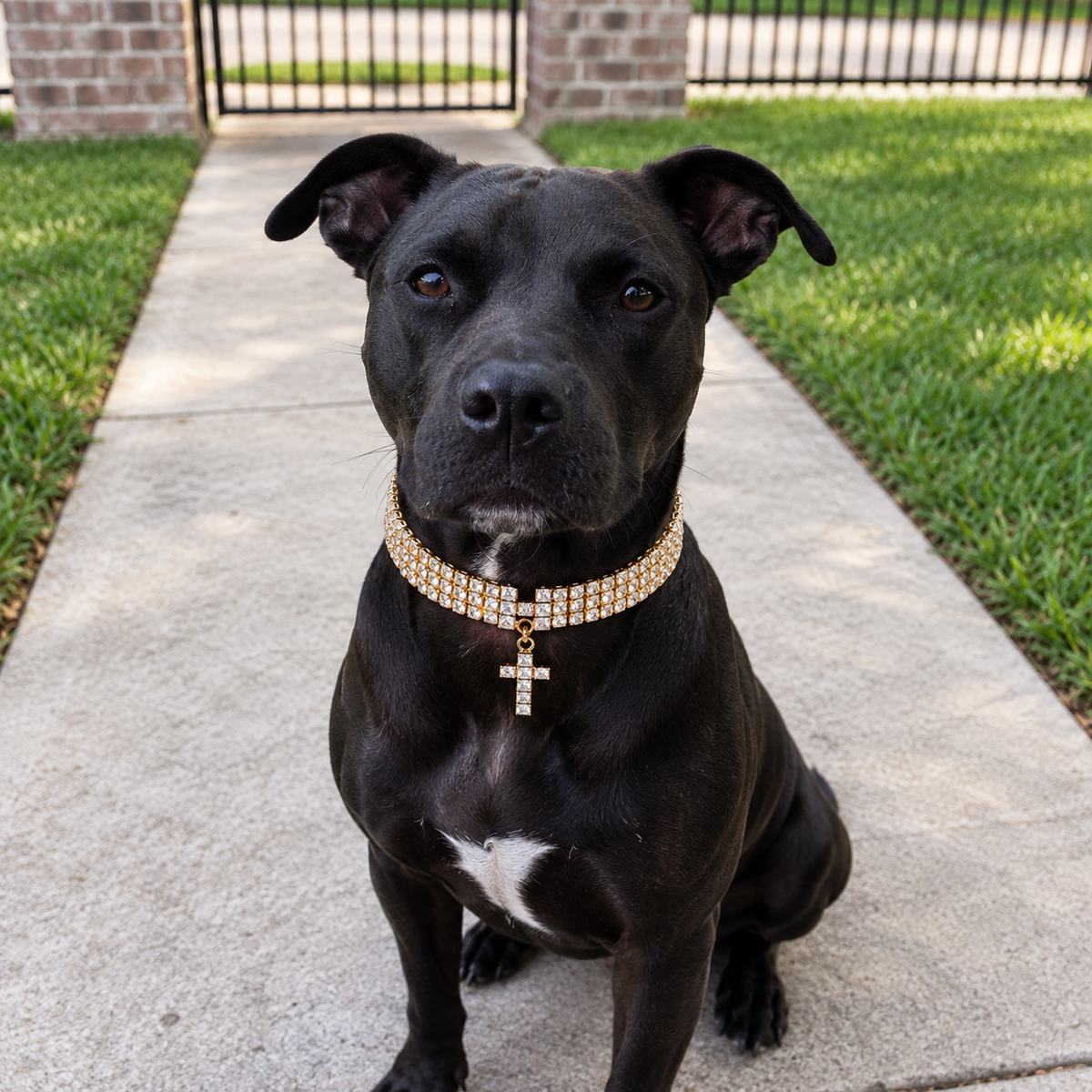 Black dog wearing a gold-tone rhinestone pet necklace outdoors