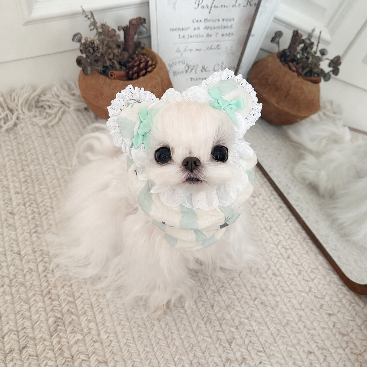 Front view of white dog wearing a green striped floral cotton snood