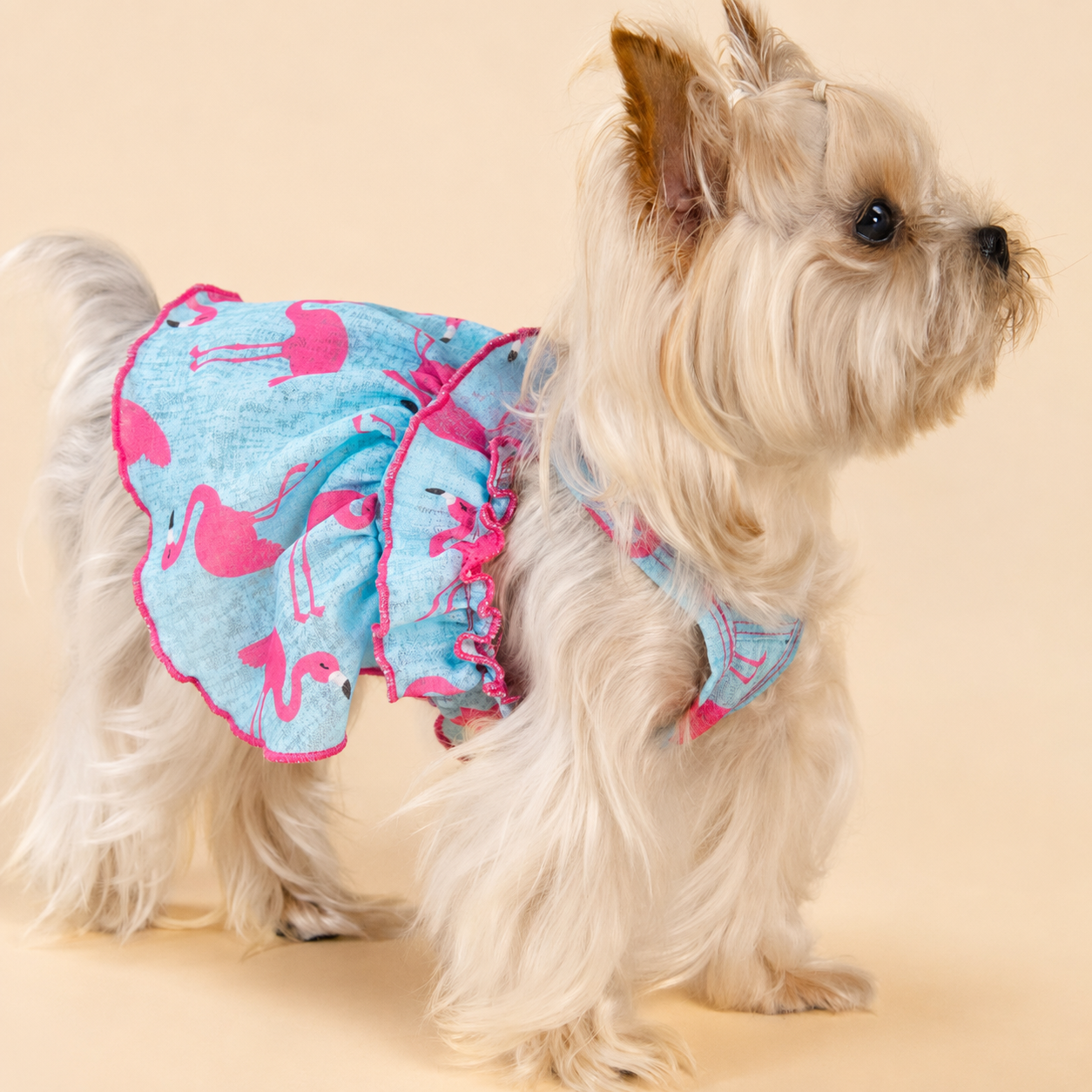 Small dog wearing the blue flamingo dog dress against a warm studio background