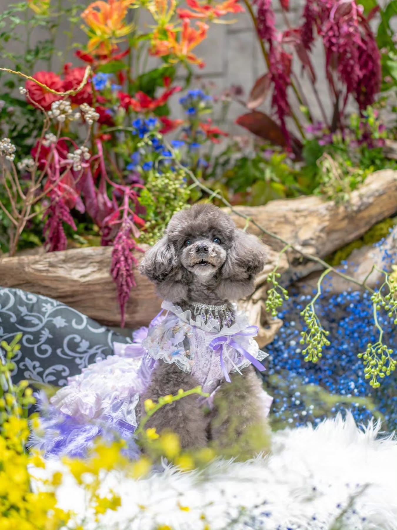 Dog Dress Feather Dream Princess Dress