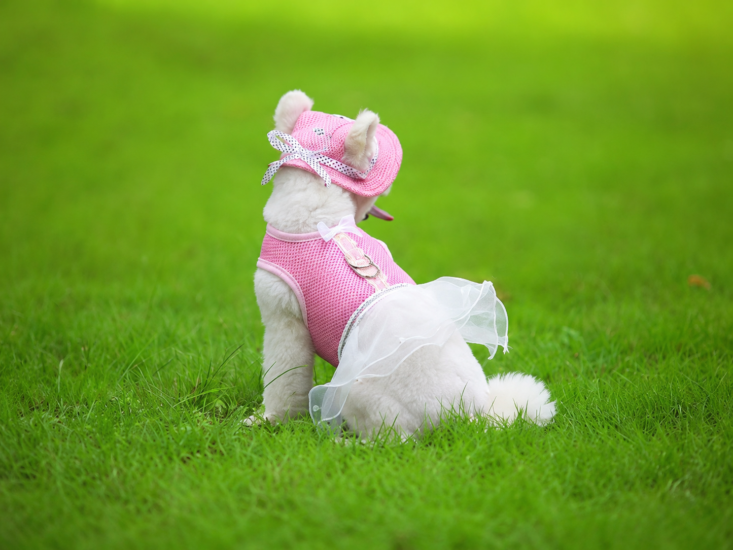 White dog wearing a pink pet sun hat and matching pink outfit from the back