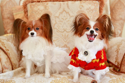 Handmade Regal French Court Dog Clothes Tailcoat Luxury Pet Suit With Shirt Lace and Gold Detailing