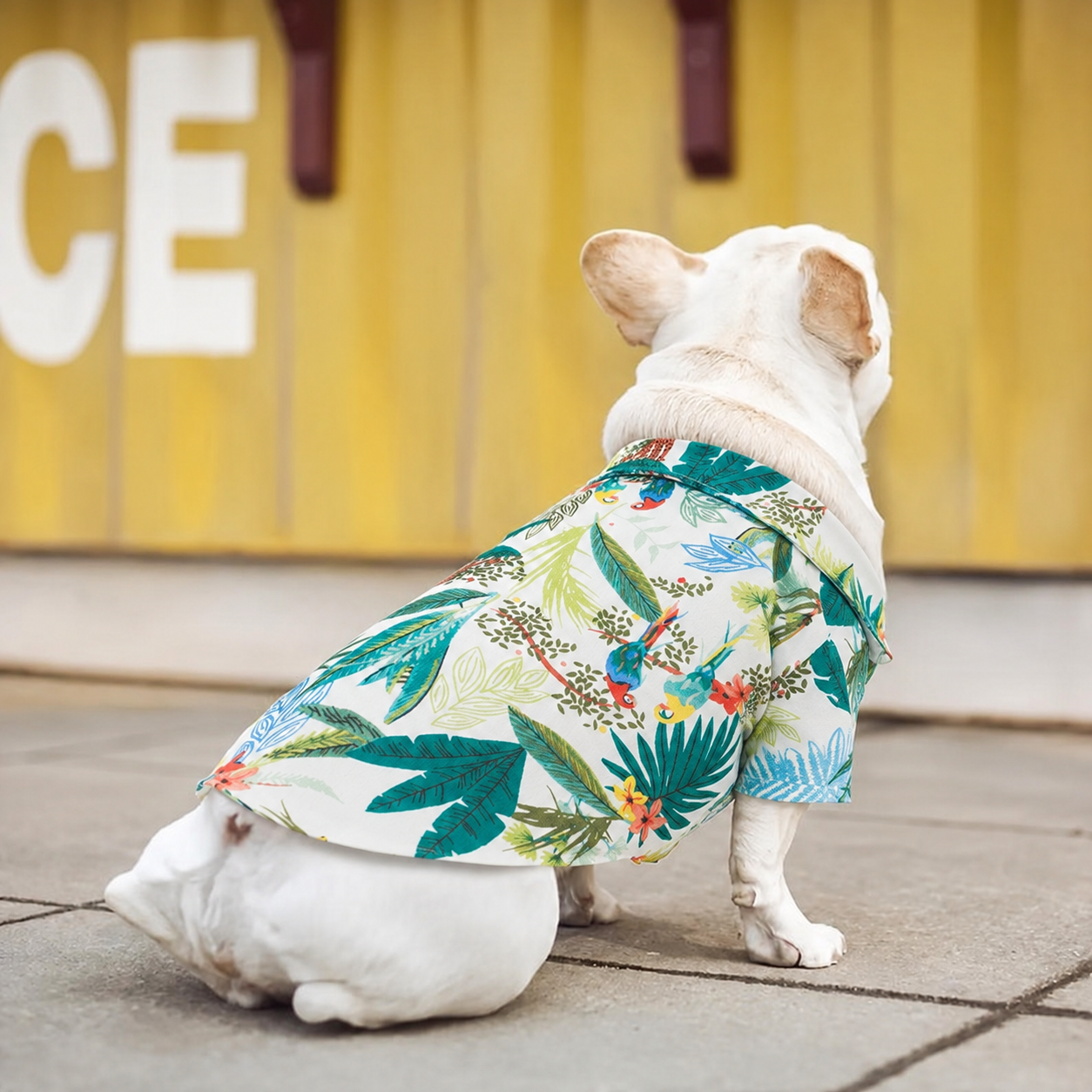French bulldog wearing the green tropical leaf Hawaiian dog shirt from the back