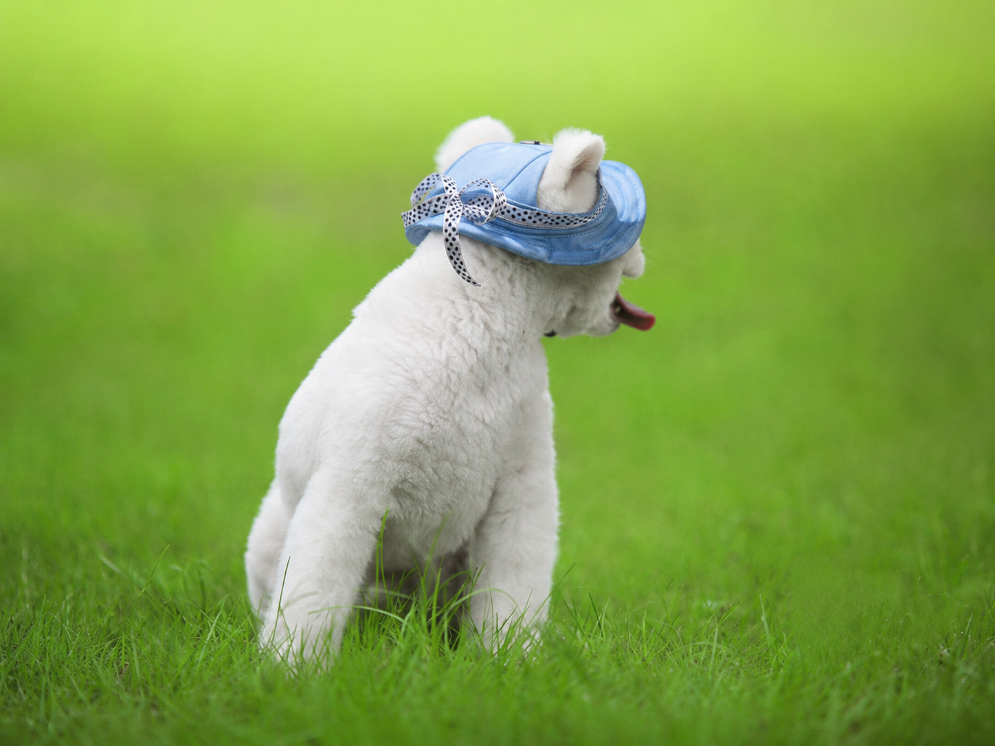 White dog wearing a blue pet sun hat with ear holes on grass