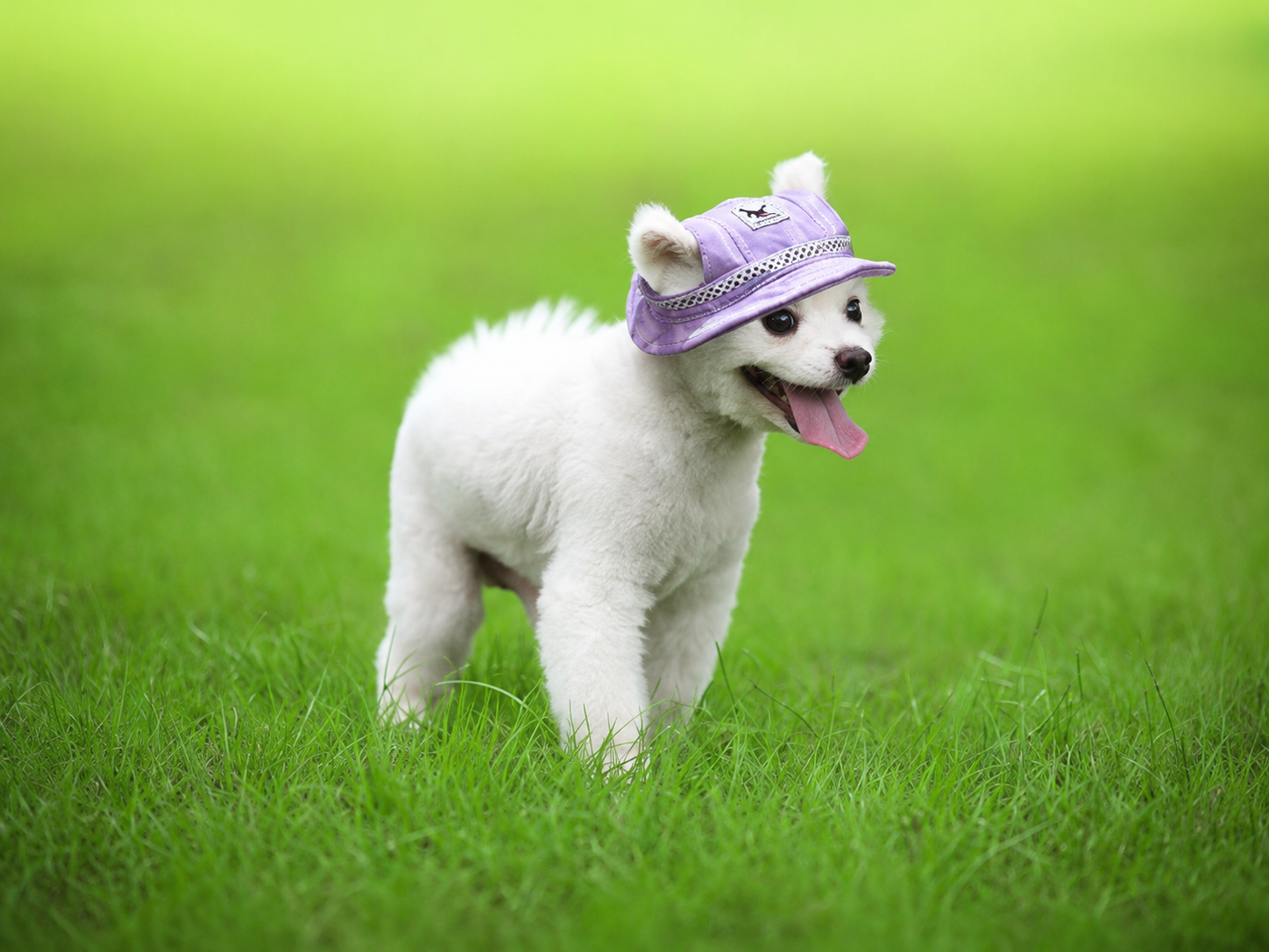 White dog wearing a lavender-toned pet sun hat while walking on grass