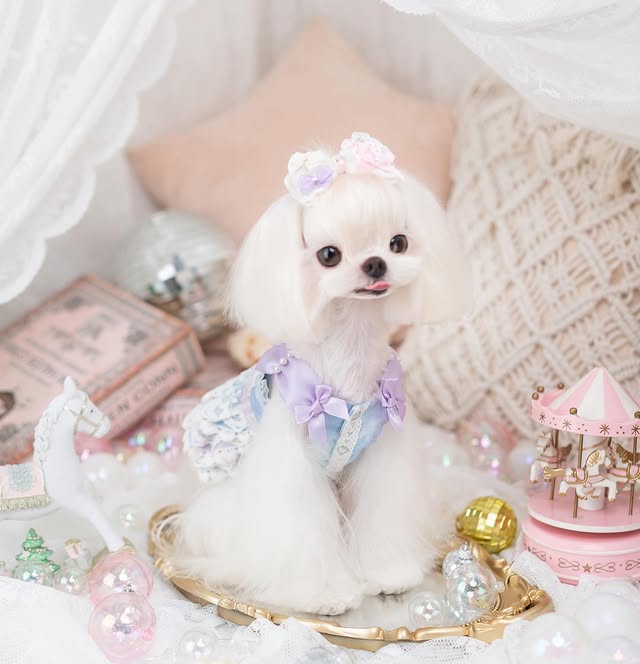 cute puppies in dresses Pink Dog Dresses & Cute Dog Clothes: Princess Tutu... From Dh2931047,  $15.07