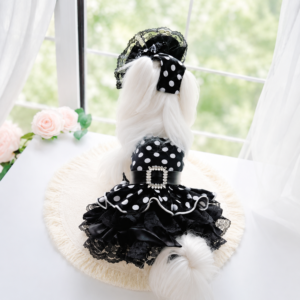 Small white dog wearing black polka dot lace pet dress and matching bonnet by bright window