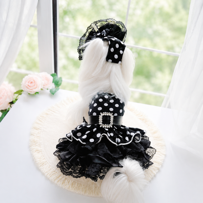 Small white dog wearing black polka dot lace pet dress and matching bonnet by bright window