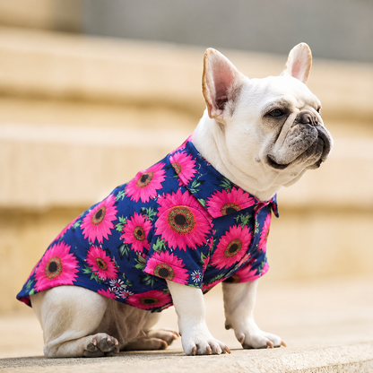 French bulldog wearing the blue pink floral dog shirt