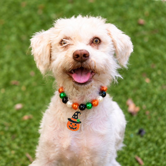 Pumpkin Witch Hat Pet Bead Necklace