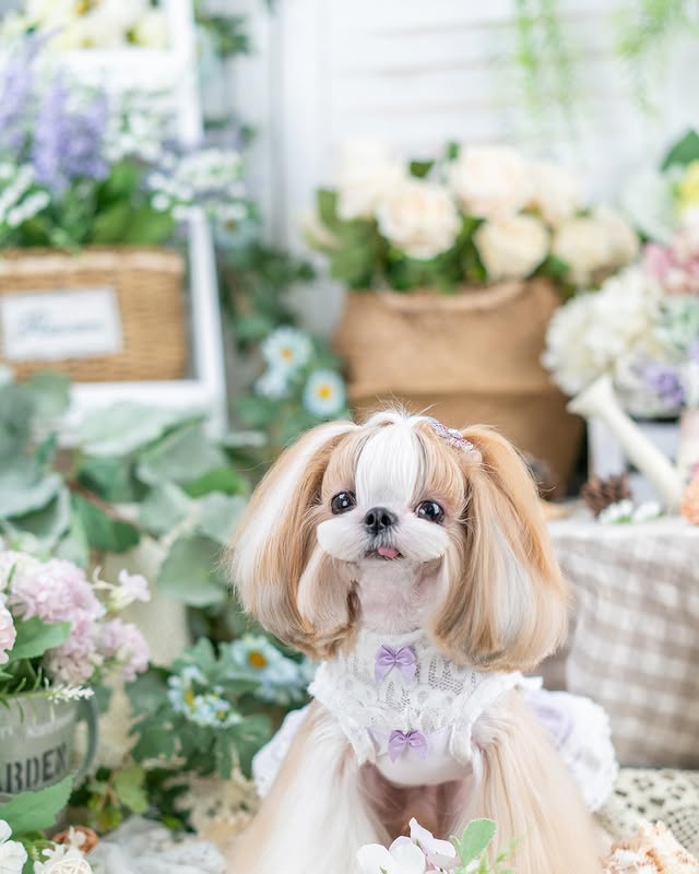 lace dog dress Luxury Princess Bat Mitzvah Dresses & Gowns She's Dressed to Kill This yellow floral dress Color:Satin Rose Petal