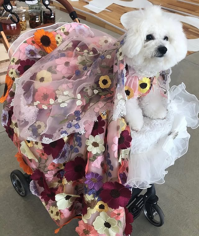 Small white dog in stroller wearing floral embroidered pet dress with sheer pink overlay
