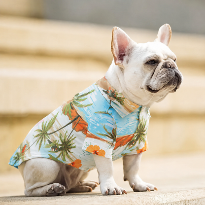French bulldog wearing the orange beach print Hawaiian dog shirt