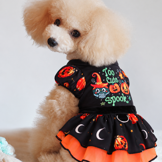 Small dog modeling Too Cute to Spook Halloween dress with orange layered skirt