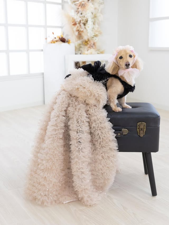 Luxury Black & Champagne Dog Gown with Detachable Train boutique pet outfit detail photo 2