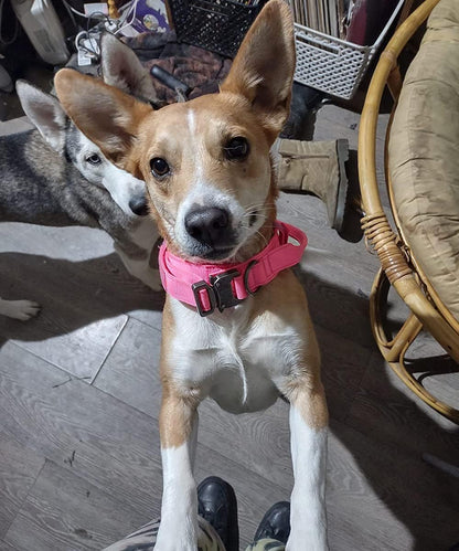 Dog collar+leash set Military-Style Tactical Nylon Collar for Large dogs