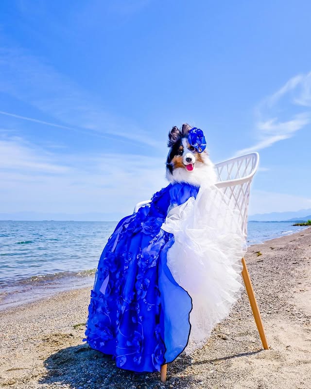 Royal Blue Floral Princess Dog Dress – Luxury 3D Flower Puppy Ball Gown with Elegant Train
