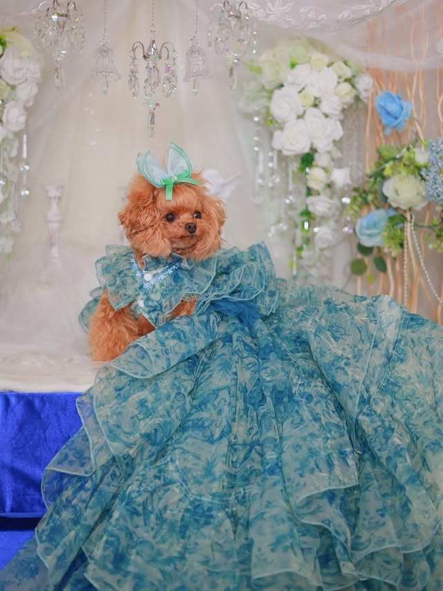 Blue Floral Pet Wedding Dress with Detachable Train boutique pet outfit detail photo 4