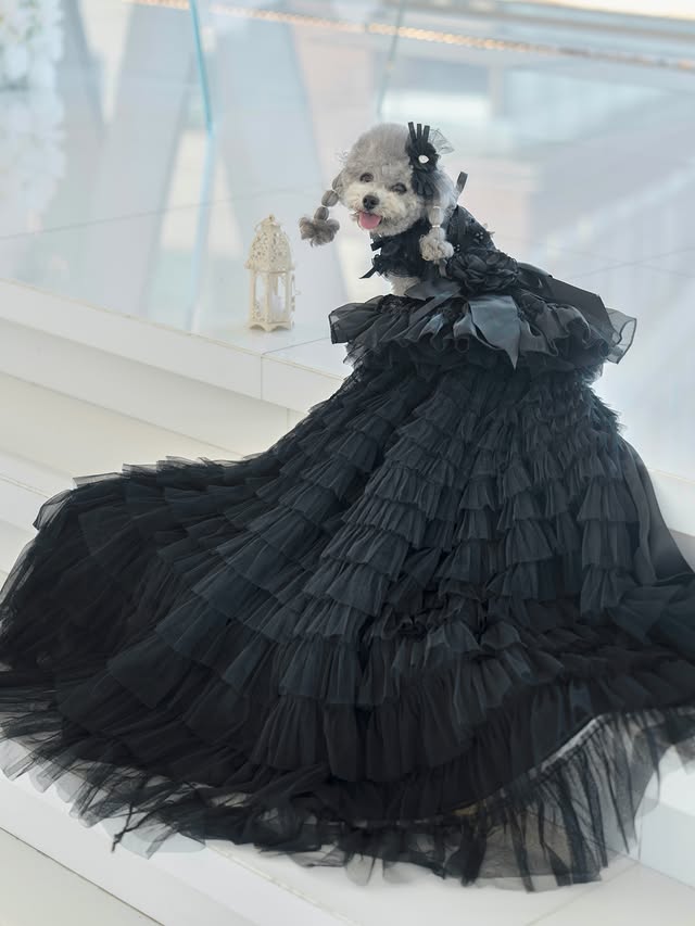 Black Dog Wedding Dress with Detachable Train