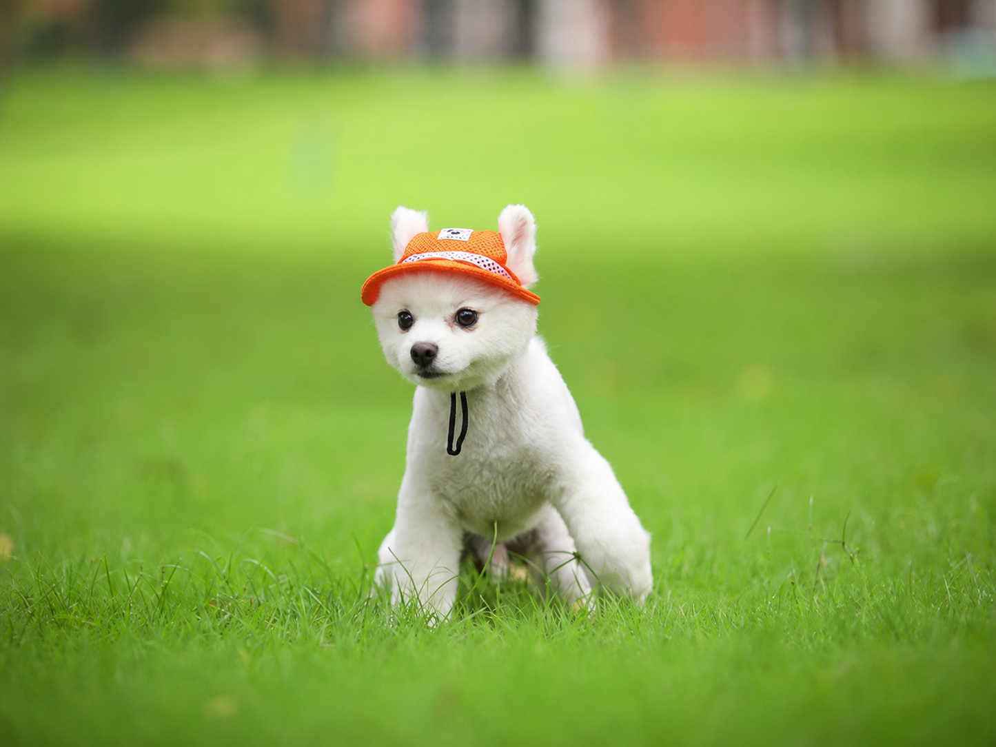 White dog wearing an orange pet sun hat with ear holes on grass