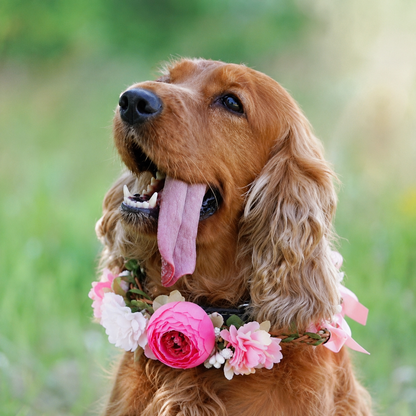 Dog wearing pink floral crown headpiece around the neck for a portrait look