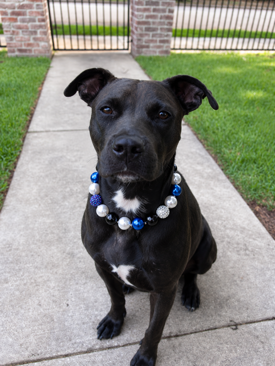 Large black dog wearing blue black and white beaded pet necklace outdoors