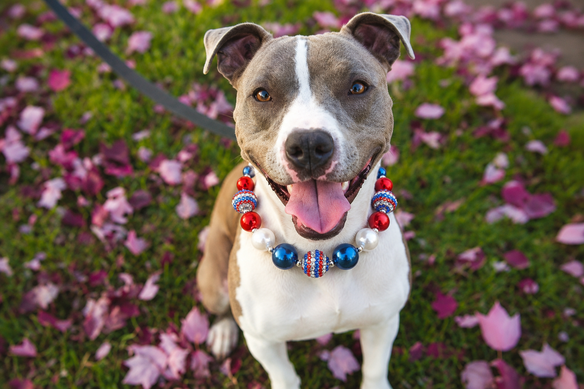 Patriotic Red White Blue Acrylic Beaded Dog Necklace - Large