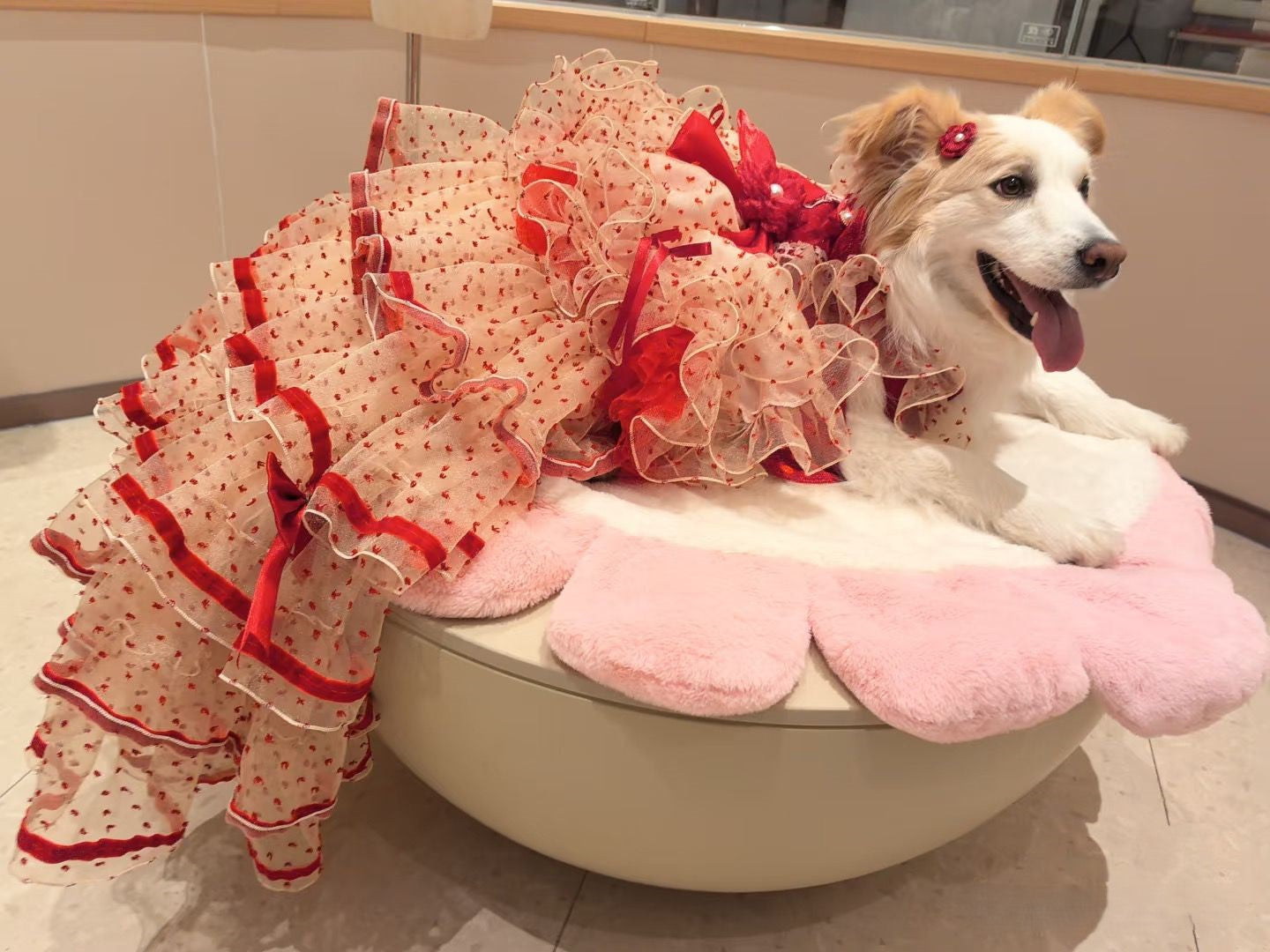 Luxury Red Ivory Pet Wedding Gown with Long Train boutique pet outfit detail photo 2