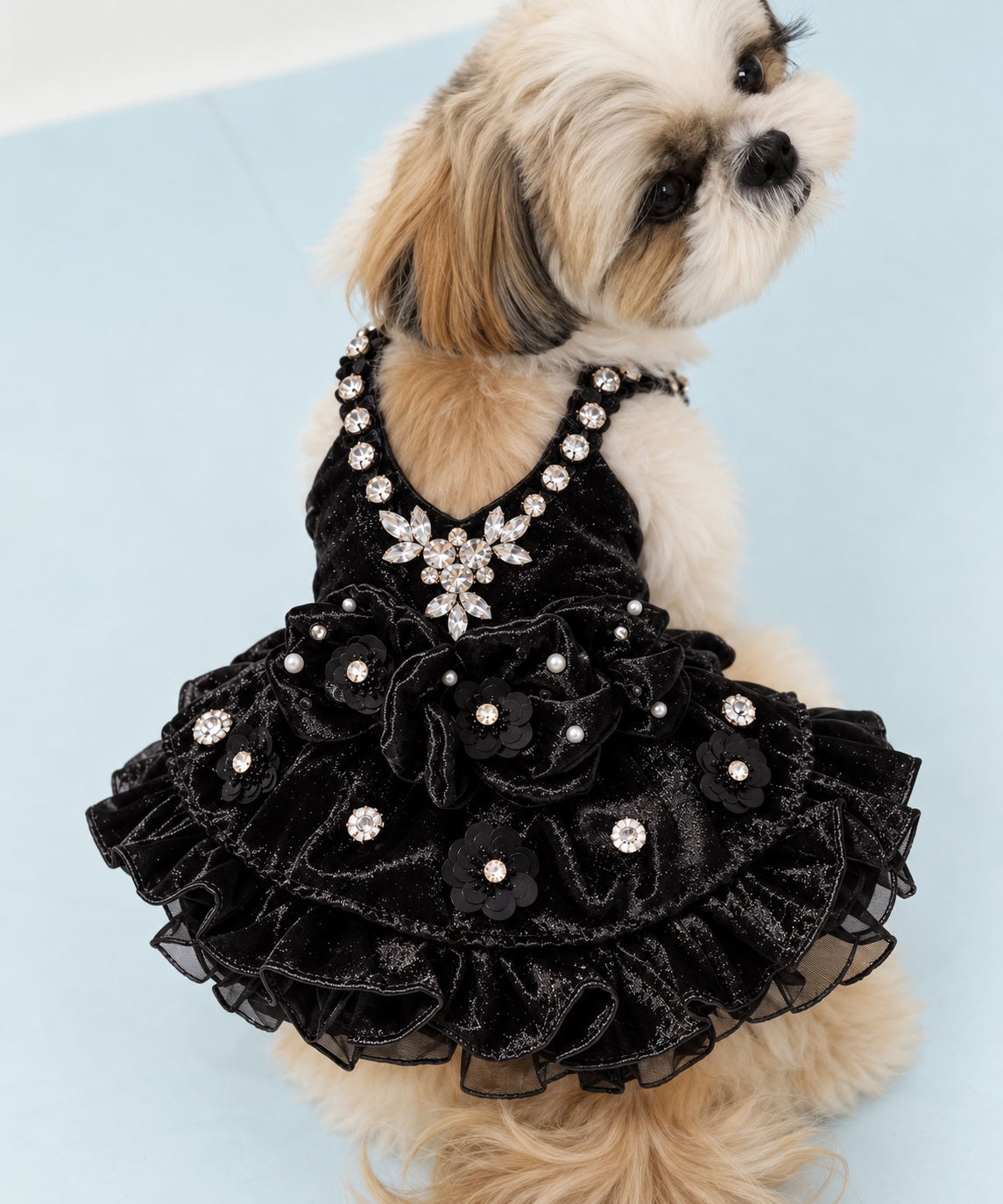 Small dog wearing black jeweled satin dress with floral appliques and ruffles
