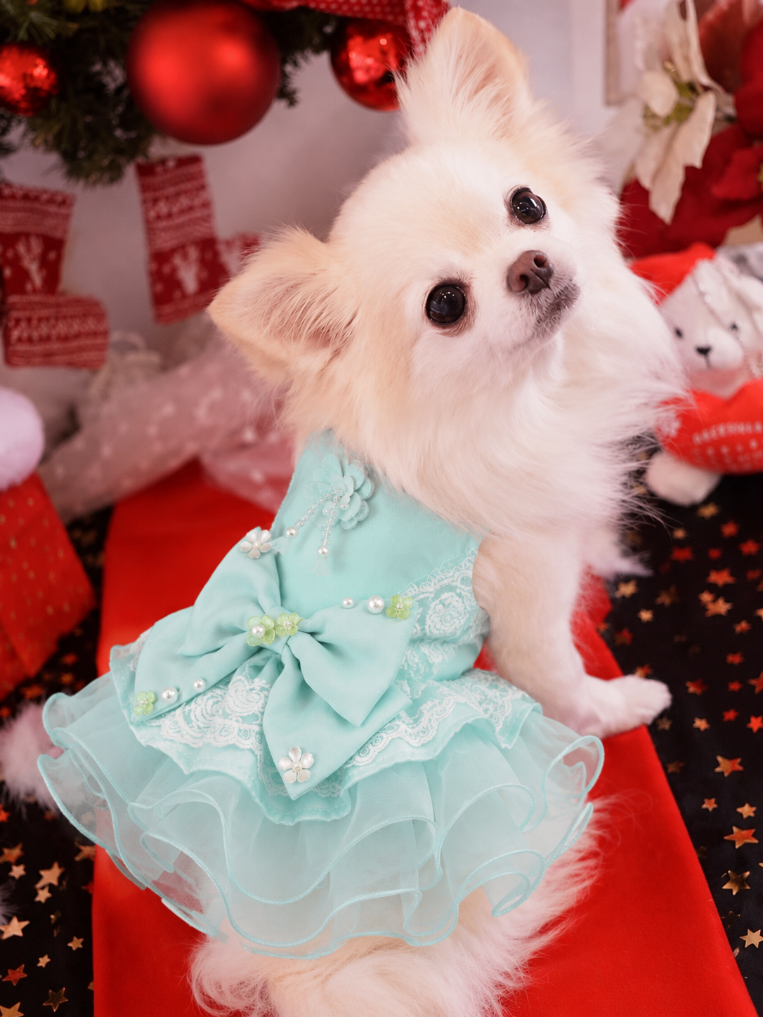 lace bow puppy dress