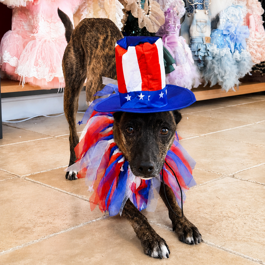Independence Day dog photo outfit