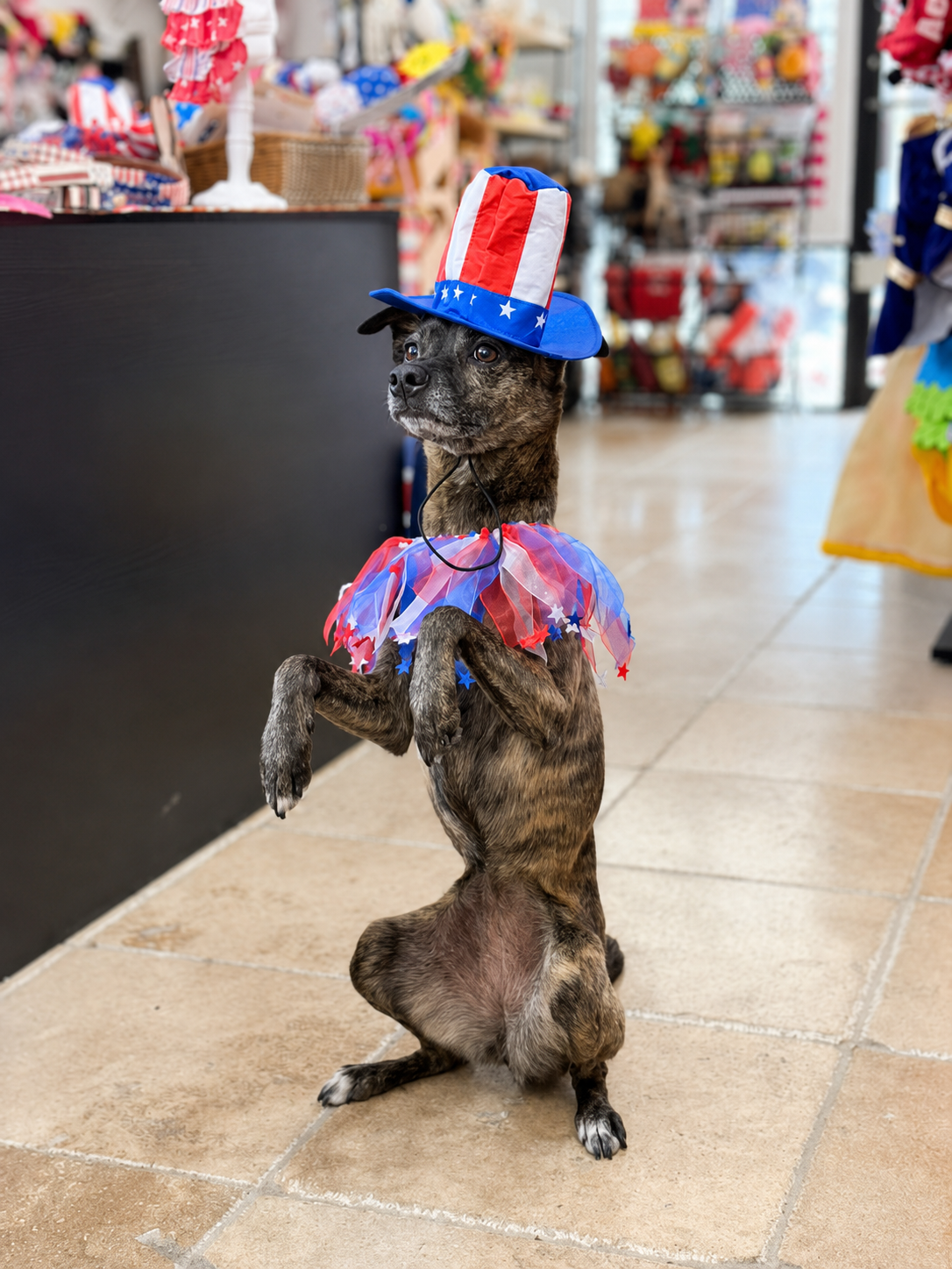 American flag inspired puppy party accessory