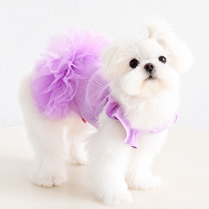 White Maltese wearing lavender flutter sleeve tutu dress with fluffy tulle skirt