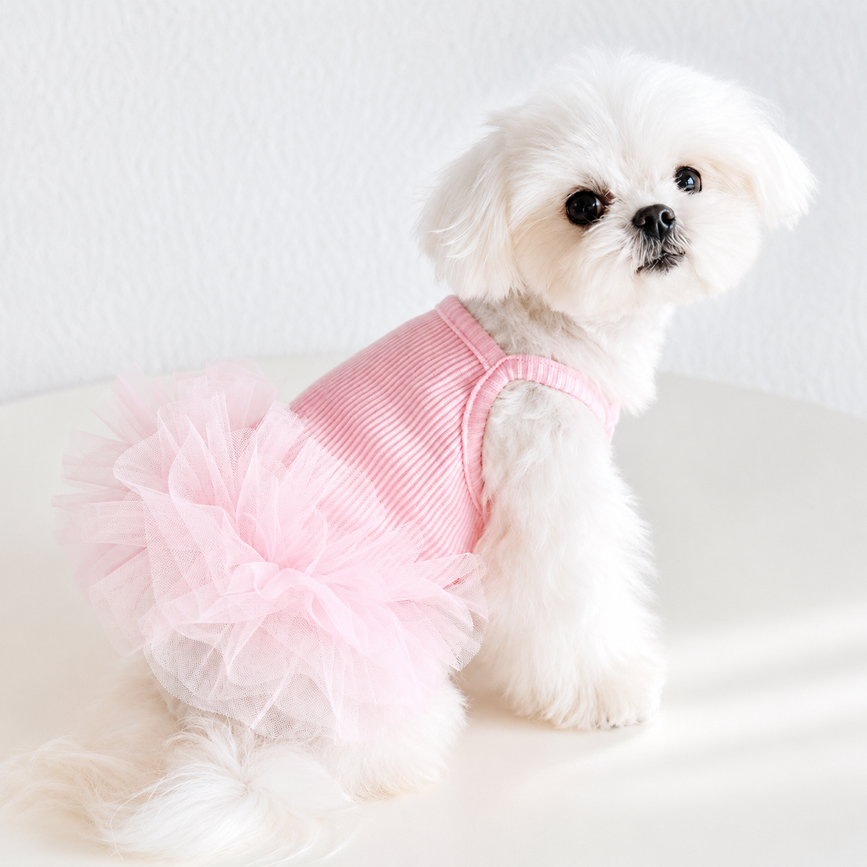 White Maltese wearing blush pink ballet inspired pet tutu dress for photoshoots and parties