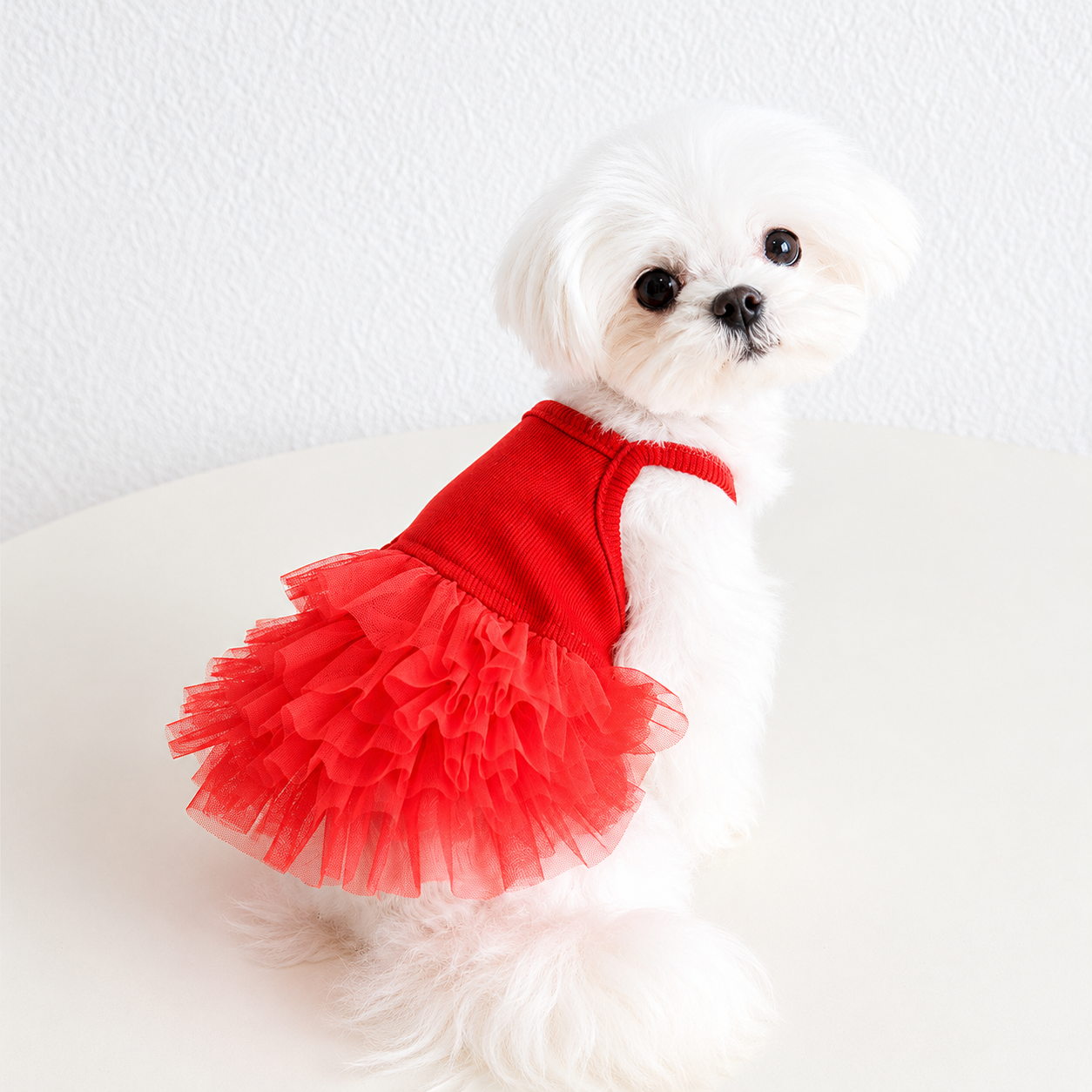 White Maltese wearing elegant red dog tutu dress with fluffy layered tulle skirt