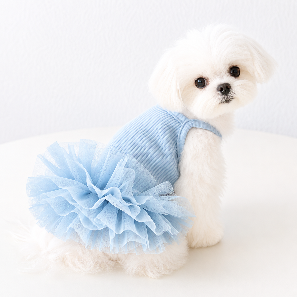 White Maltese wearing blue ribbed knit dog tutu dress with soft layered tulle skirt
