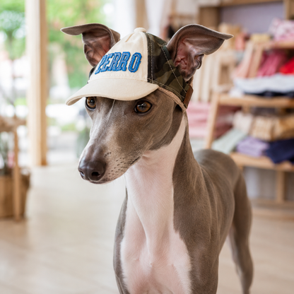 Italian Greyhound wearing camouflage dog baseball hat
