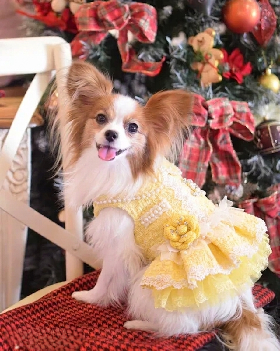 Pet Dress Yellow Tweed Pearls Collar with Lace Tutu - Boutique Party Outfit