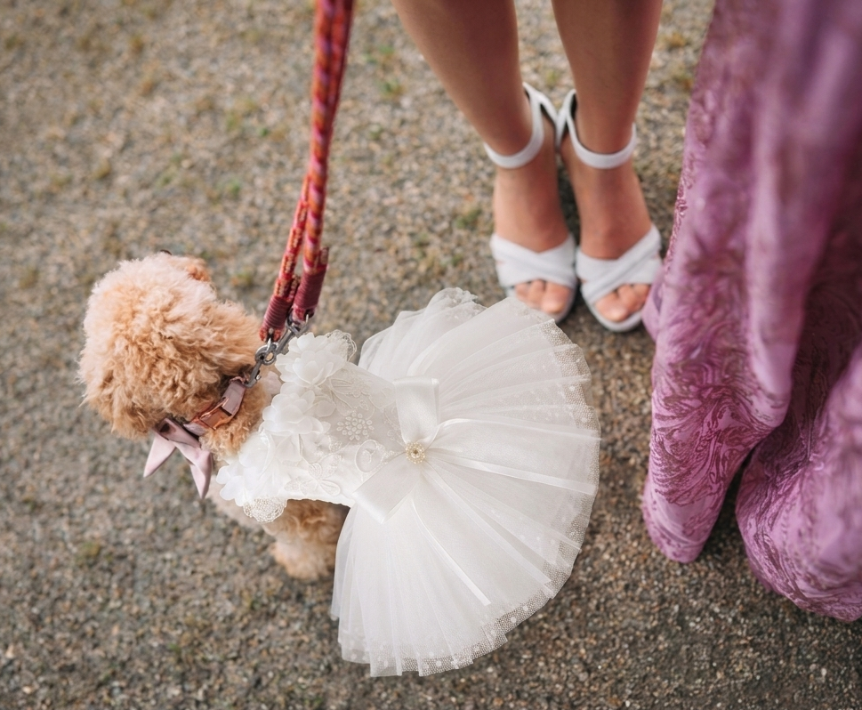 Luxury Classic White Pet Wedding Dress Elegant Floral Tulle Dog Dress