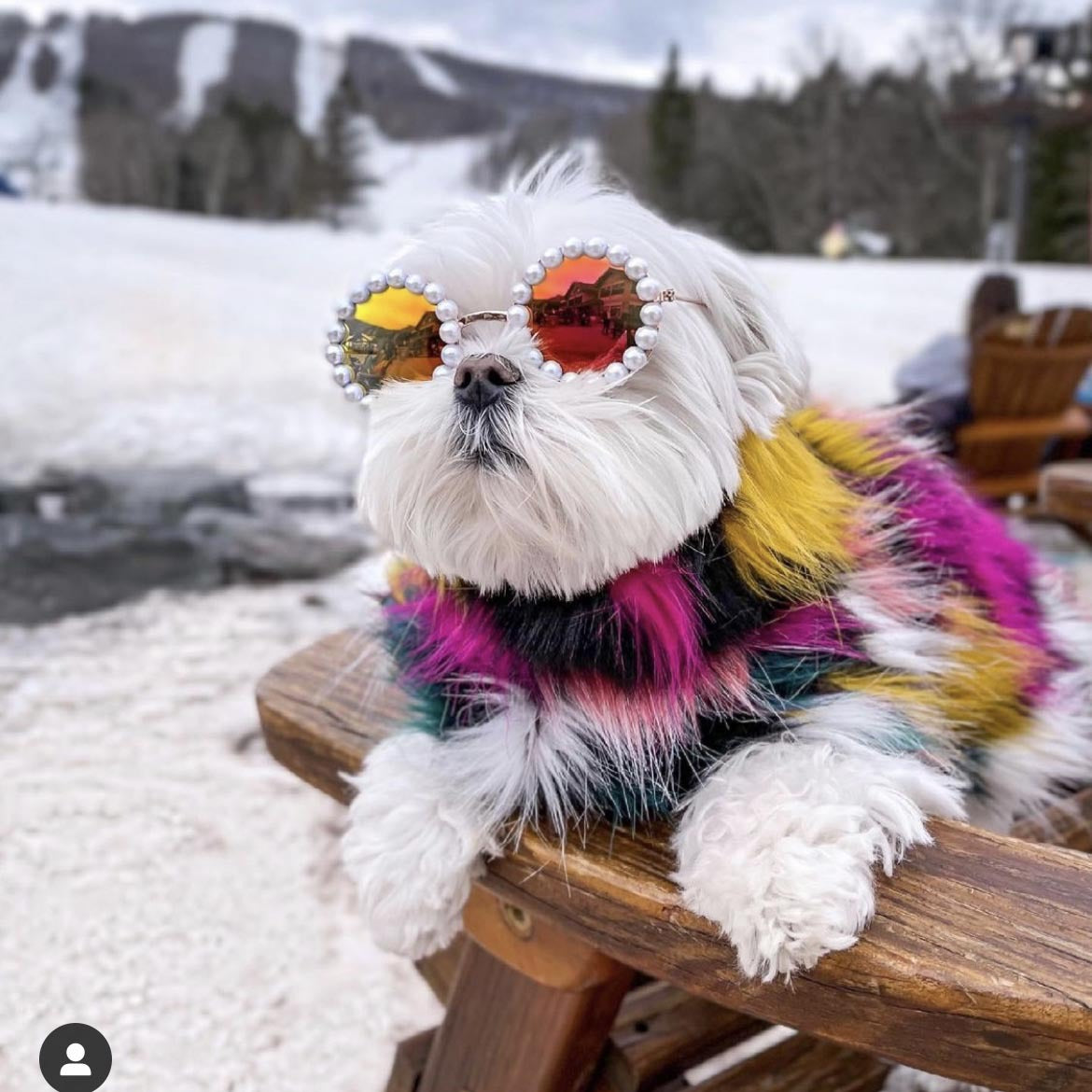 Small white dog wearing pearl round pet sunglasses with gradient lenses in snow