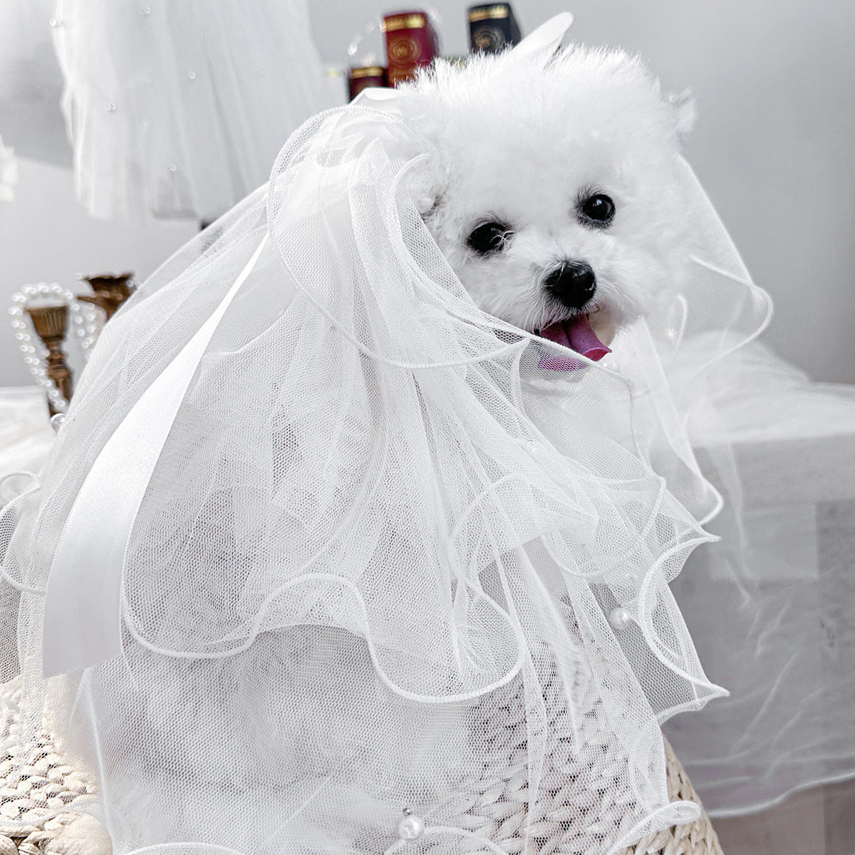 Small white dog wearing a layered white tulle pet veil