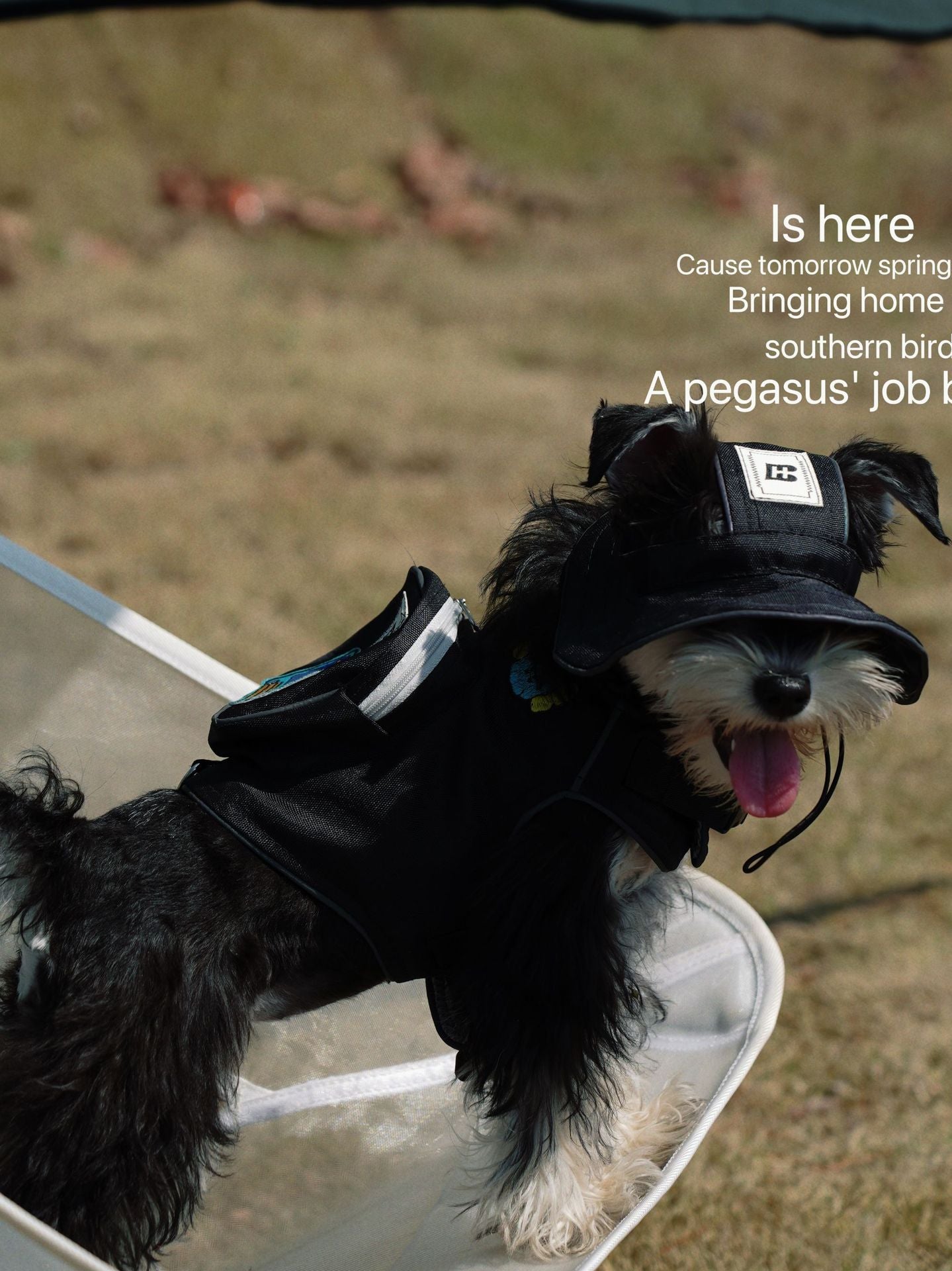 Black dog wearing backpack harness and cap outdoors