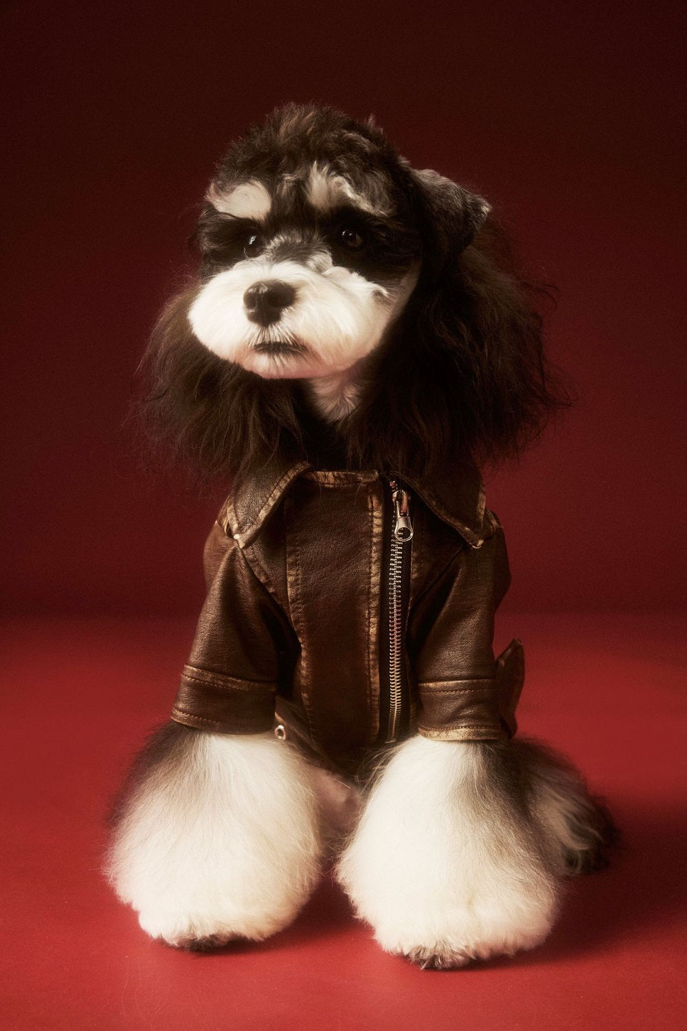 Aviator Pup Dog Leather Jacket