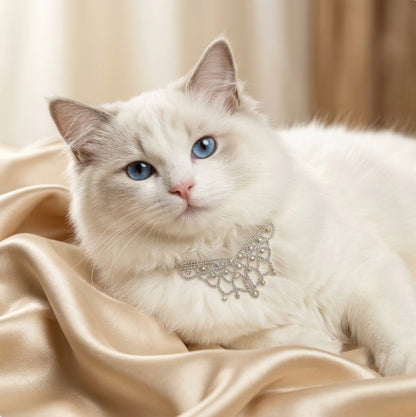 Silver sparkle pet necklace on white cat with champagne satin background for portrait styling